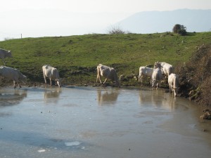 Monte Scalambra